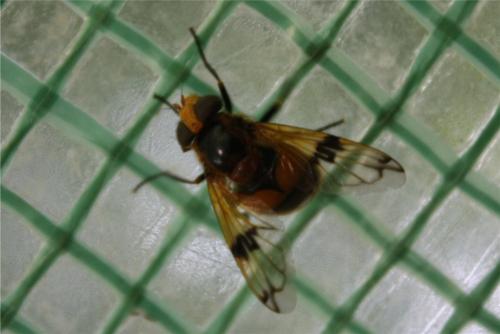 Volucella inflata